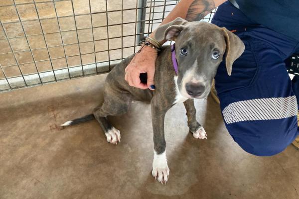 Mixed - Puppy - Entire Female - brindle and white - purple collar - no tag - no microchip