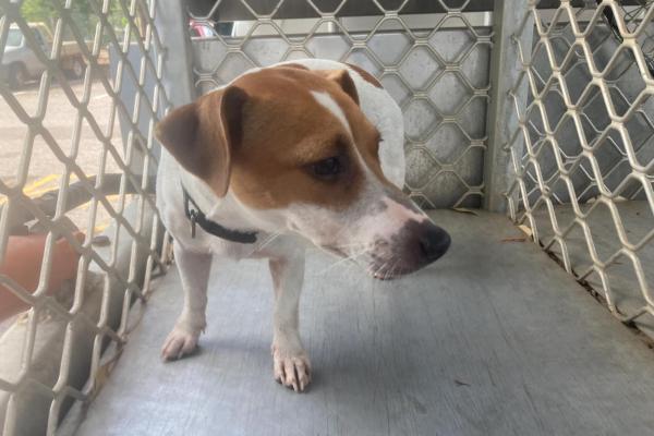 Jack Russel Terrier - Entire Female - White and Tan - Black collar - No tag - Microchip (not registered) 