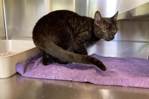 Domestic Short Hair - Adult - Entire Male - Black Tabby - No collar - No tag - No microchip