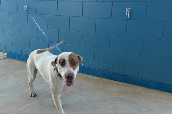 Bull Arab X - Entire male - White with brown patches