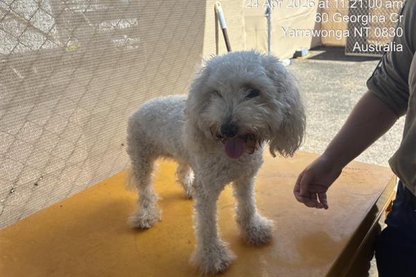 Toy Poodle - Entire Female - White - Adult - No Collar - No Microchip - Unregistered
