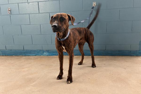 Mixed - Entire Female - Adult - Brindle - No Collar - Not Microchipped - Not Registered with Council