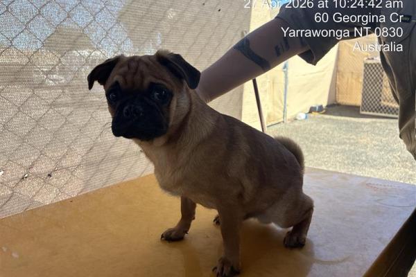 Pug - Entire Male - Tan/Brown - Adult - No Collar - No Tag - Microchipped - Unregistered