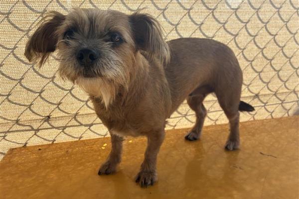 Maltese Cross - Entire Female - Brown - Adult - No Collar - No Tag - Microchipped - Unregistered