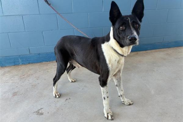 Mixed - Desexed Male - Black/White - Adult - No Collar - No Tag - Microchipped - Registered