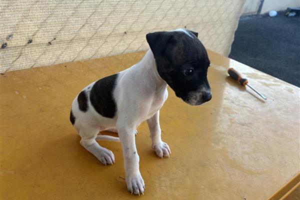 Mixed Breed - Entire Female - White/Brindle - Puppy - No Collar - No Tag - No Microchip - Unregistered