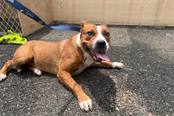 Mixed - Entire Adult Male - Tan - No Collar - No Registration - No Microchip 