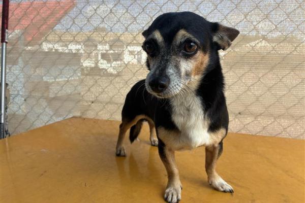 Jack Russel X - Male - Adult - Microchipped - No Collar - No Tag - No Registration 