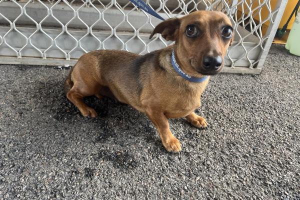 Dachshund X - Entire Female - Brown - Adult - No Collar - No Tag - No Microchip - Not Registered