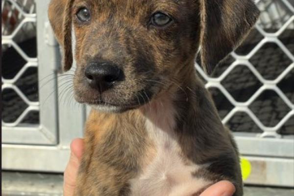 Mixed - Entire Male - Brindle - Puppy - No Collar - No Tag - No Microchip - Not Registered