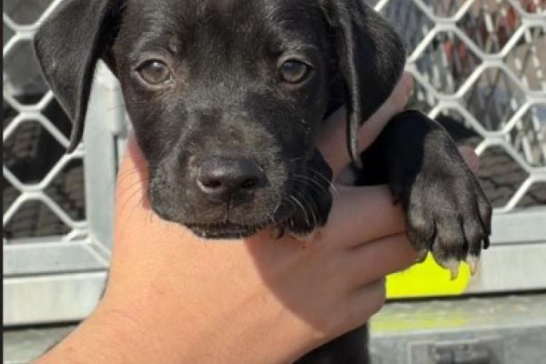 Mixed - Entire Male - Black - Puppy - No Collar - No Tag - No Microchip - Not Registered