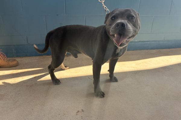 English Staffy - Entire Male - Blue - Adult - Black Collar - Tag No. 17939 - Microchipped - Registered