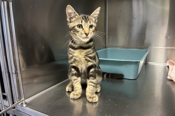 Domestic Short Hair - Entire Male - Kitten - Tabby - No Collar - Not Microchipped - Not Registered with Council