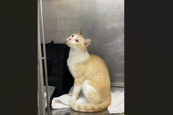DSH - Desexed Male - Ginger/White - Adult - No Collar or Tag - No Microchip - Not Registered