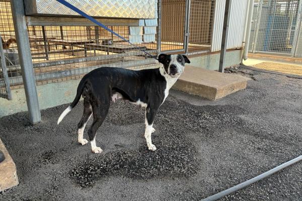 Mixed - Entire Female - Black/White - Adult - No Collar - Tag No. 13991 - Microchipped - Registered