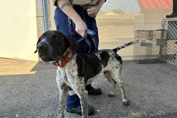 Pointer X - Entire Male - Blue Roan - Adult - Orange Collar - No Tag - No Microchip - Unregistered