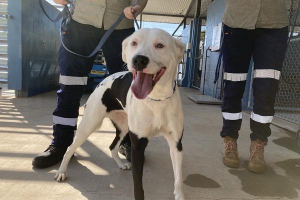 Mixed - Entire Female - White/Black - Young Adult - Blue Collar - No Tag - No Microchip - Unregistered