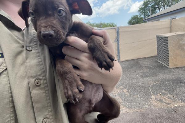 Mixed - Entire Male - Brown - Puppy - No Collar - No Tag - No Microchip - Not Registered
