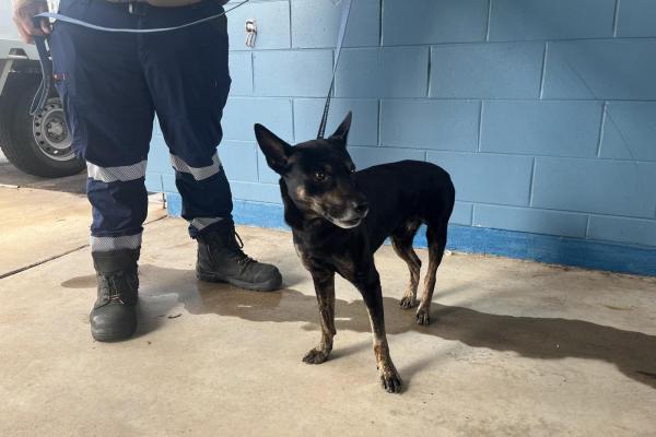 Mixed - Entire Male - Black/Brown - Adult - No Collar - No Tag - No Microchip - Not Registered