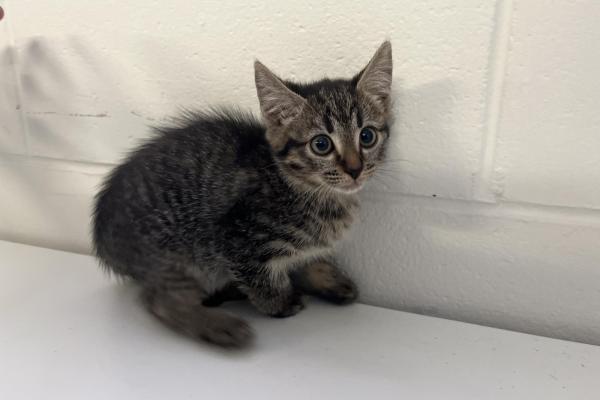 Domestic Short Hair - Entire Female - Tabby - Kitten - No Collar - No Tag - No Microchip - Not Registered