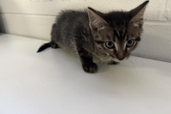 Domestic Short Hair - Entire Male - Tabby - Kitten - No Collar - No Tag - No Microchip - Not Registered