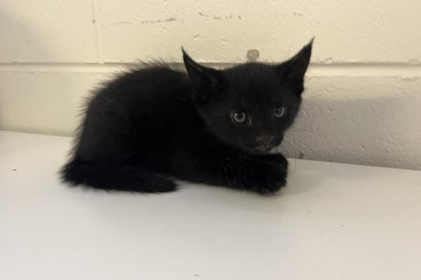 Domestic Short Hair - Entire Male - Black - Kitten - No Collar - No Tag - No Microchip - Not Registered