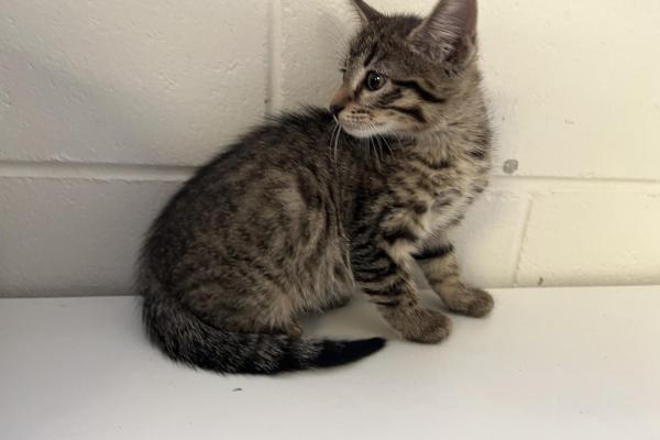 Domestic Short Hair - Entire Male - Tabby - Kitten - No Collar - No Tag - No Microchip - Not Registered