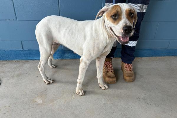 Mixed - Entire Female - White/Tan - Adult - No Collar - No Tag - No Microchip - Not Registered