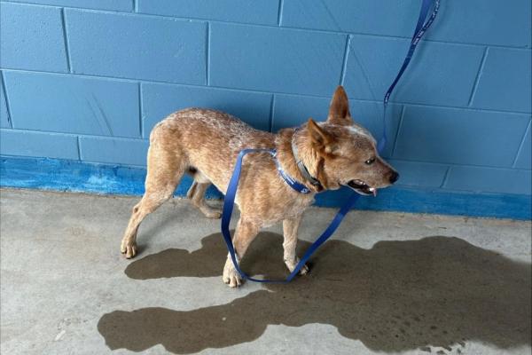 Red Heeler - Entire Male - Red Roan - Adult - Seresto Collar - Tag No. 14375 - Microchipped - Not Registered