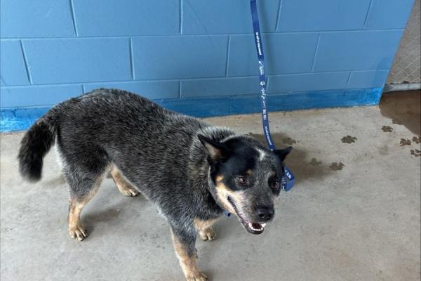 Blue Heeler - Desexed Female - Blue Roan - Adult - Red Collar - Tag No. 14375 - Microchipped - Not Registered