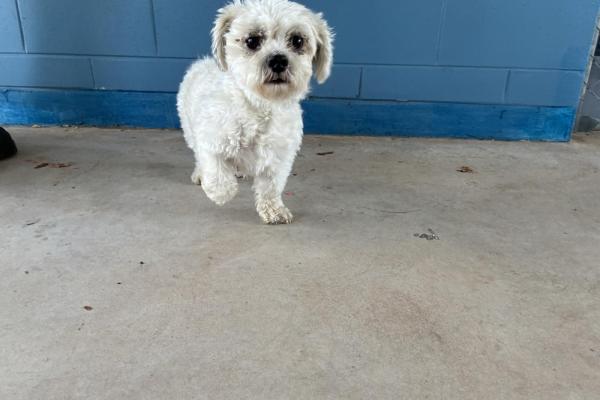 Shih Tzu X - Entire Male - White - Adult - Blue Collar - No Tag - Microchipped - Not Registered