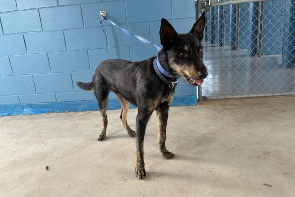 Kelpie X - Desexed Male - Black/Tan - Young Adult - Blue Collar - No Tag - Microchipped - Not Registered