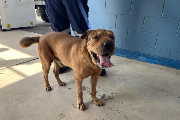 Shar Pei X - Entire Male - Tan - Adult - No Collar - No Tags - Microchipped - Not Registered
