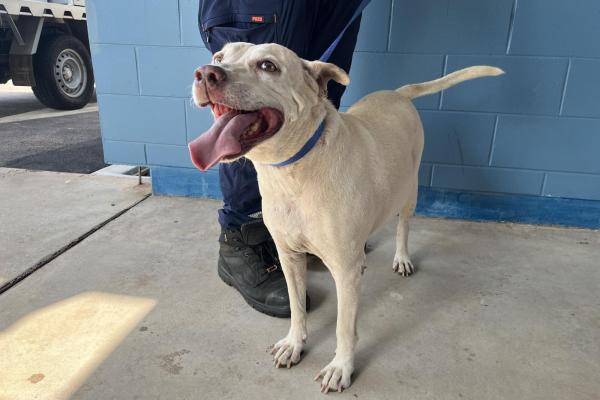 Mixed - Desexed Female - White - Adult - No Collar - No Tags - No Microchip - Not Registered
