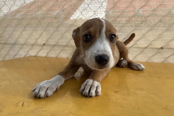 Mixed - Entire Female - Tan/White - Puppy - No Collar - No Tag - No Microchip - Not Registered