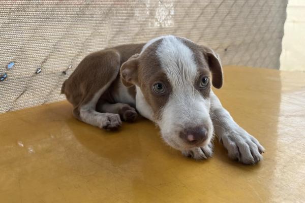 Mixed - Entire Male - Brown/White - Puppy - No Collar - No Tag - No Microchip - Not Registered