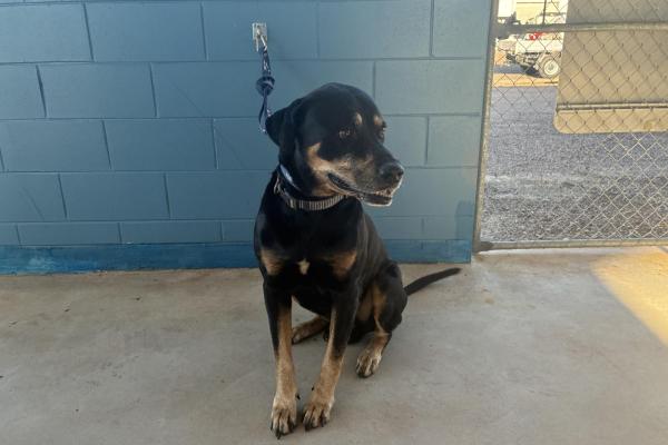 Rottweiler X - Entire Male - Black/Tan - Senior - Blue Collar - Tag No. 17436 - Microchipped - Registered