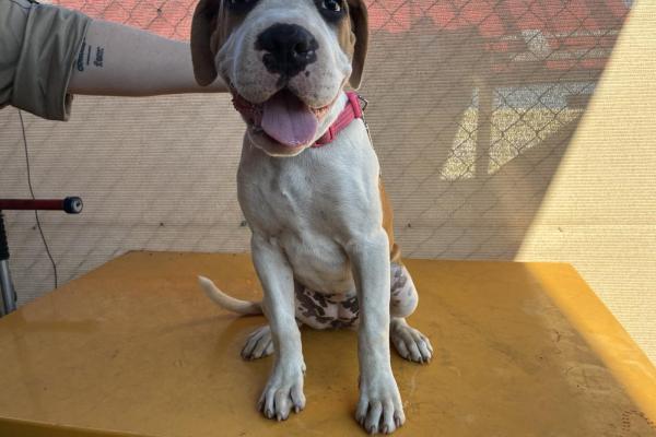 Mastiff X - Entire Female - White/Tan - Puppy - Pink Collar - No Tag - No Microchip - Unregistered
