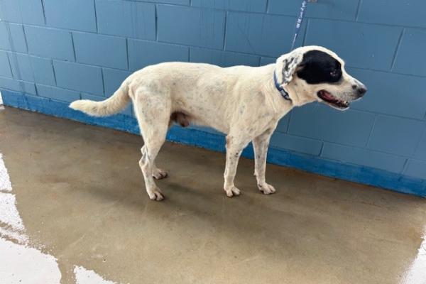 Mixed- Entire Adult Male - White/Black - Not Registered - Not Microchipped. 