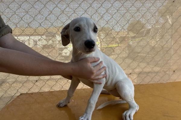Mixed - Entire Female - Puppy - White and Brown - No Collar - Not Microchipped - Not Registered with Council