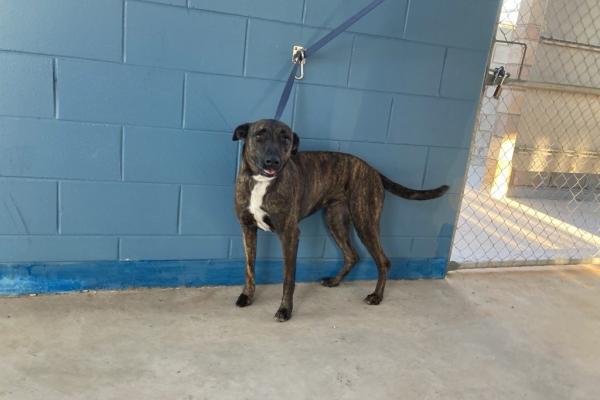 Mixed - Desexed Female - Brindle/White - Adult - No Collar - No Tag - Microchipped - Registered