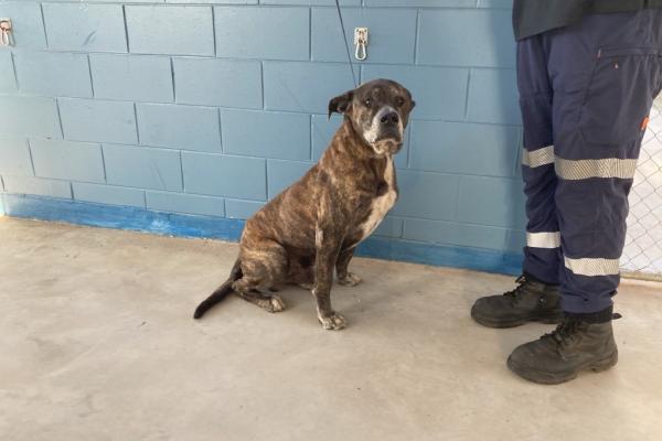Mastiff X - Entire Male - Brindle/White - Adult - No Collar - No Tag - Microchipped - Registered