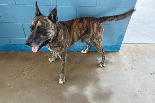 Mixed - Entire Male - Brindle - Adult - No Collar - Tag No. 14010 - Microchipped - Registered