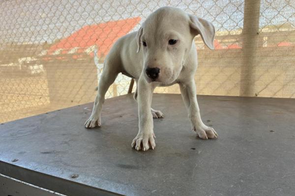 Mixed - Entire Female - White - Puppy - No Collar - No Tag - No Microchip - Unregistered