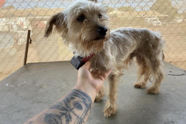 Maltese X - Desexed Male - Beige - Adult - Red Collar - No Tag - Microchipped - Unregistered