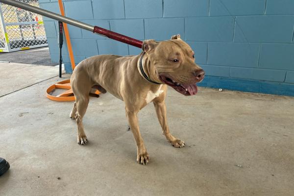 Pitbull - Entire Male - Tan
