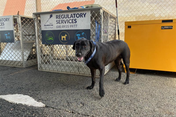 Labrador X - Desexed Female - Black - Adult - No Collar or Tag - Microchipped - Not Registered