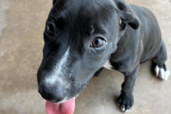 Mixed Breed - Puppy - Entire Female - Black 