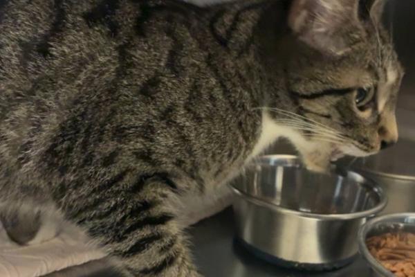 DSH Cat - Entire Female - Silver Tabby - No Microchip - No Collar - No Tags
