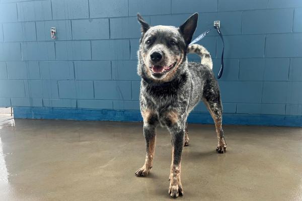 Blue Heeler - Desexed Male - Adult - No Collar - Microchipped - Not Registered with Council
